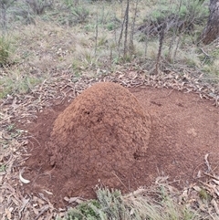 Nasutitermes exitiosus (Snouted termite, Gluegun termite) at Ainslie, ACT - 13 Jun 2024 by AaronClausen