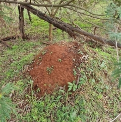 Nasutitermes exitiosus (Snouted termite, Gluegun termite) at Ainslie, ACT - 13 Jun 2024 by AaronClausen