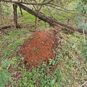 Nasutitermes exitiosus at Ainslie, ACT - suppressed