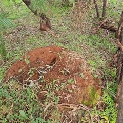 Nasutitermes exitiosus at Ainslie, ACT - 14 Jun 2024