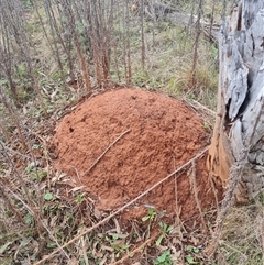 Nasutitermes exitiosus (Snouted termite, Gluegun termite) at Ainslie, ACT - 13 Jun 2024 by AaronClausen