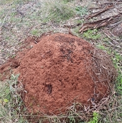 Nasutitermes exitiosus (Snouted termite, Gluegun termite) at Ainslie, ACT - 13 Jun 2024 by AaronClausen