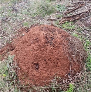 Nasutitermes exitiosus at Ainslie, ACT - 14 Jun 2024