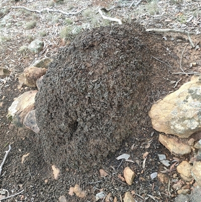 Nasutitermes exitiosus (Snouted termite, Gluegun termite) at Watson, ACT - 13 Jun 2024 by AaronClausen