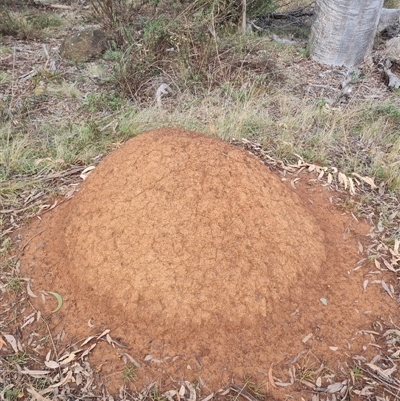 Nasutitermes exitiosus (Snouted termite, Gluegun termite) at Ainslie, ACT - 13 Jun 2024 by AaronClausen