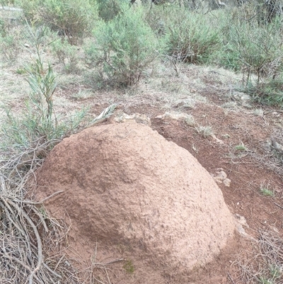 Nasutitermes exitiosus (Snouted termite, Gluegun termite) at Watson, ACT - 13 Jun 2024 by AaronClausen