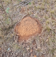 Nasutitermes exitiosus (Snouted termite, Gluegun termite) at Ainslie, ACT - 13 Jun 2024 by AaronClausen