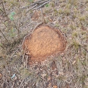 Nasutitermes exitiosus at Ainslie, ACT - 14 Jun 2024