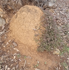 Nasutitermes exitiosus (Snouted termite, Gluegun termite) at Ainslie, ACT - 13 Jun 2024 by AaronClausen