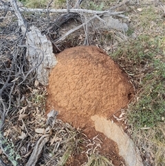 Nasutitermes exitiosus (Snouted termite, Gluegun termite) at Ainslie, ACT - 13 Jun 2024 by AaronClausen