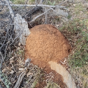 Nasutitermes exitiosus at Ainslie, ACT - 14 Jun 2024