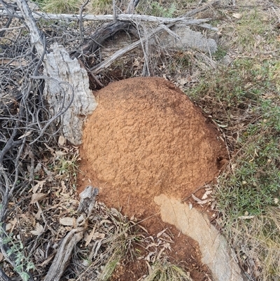 Nasutitermes exitiosus (Snouted termite, Gluegun termite) at Ainslie, ACT - 13 Jun 2024 by AaronClausen