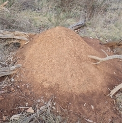 Nasutitermes exitiosus (Snouted termite, Gluegun termite) at Ainslie, ACT - 13 Jun 2024 by AaronClausen