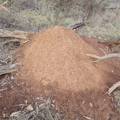 Nasutitermes exitiosus (Snouted termite, Gluegun termite) at Ainslie, ACT - 13 Jun 2024 by AaronClausen