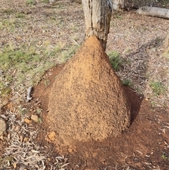 Nasutitermes exitiosus (Snouted termite, Gluegun termite) at Ainslie, ACT - 13 Jun 2024 by AaronClausen