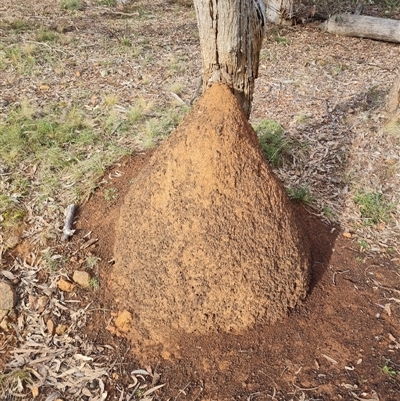 Nasutitermes exitiosus (Snouted termite, Gluegun termite) at Ainslie, ACT - 13 Jun 2024 by AaronClausen