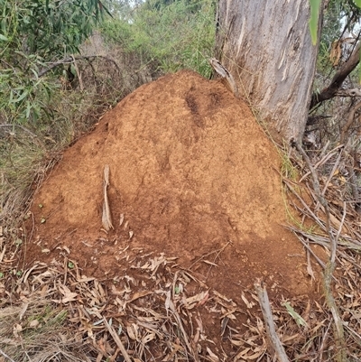 Nasutitermes exitiosus (Snouted termite, Gluegun termite) at Ainslie, ACT - 13 Jun 2024 by AaronClausen