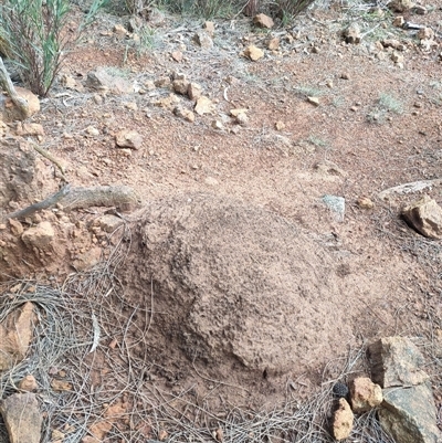 Nasutitermes exitiosus (Snouted termite, Gluegun termite) at Watson, ACT - 13 Jun 2024 by AaronClausen