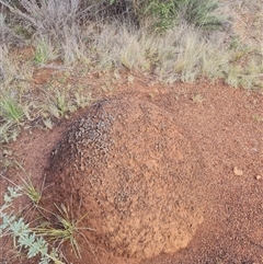 Nasutitermes exitiosus (Snouted termite, Gluegun termite) at Ainslie, ACT - 14 Jun 2024 by DonFletcher