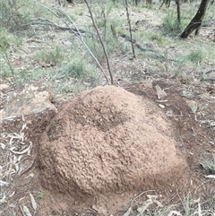 Nasutitermes exitiosus (Snouted termite, Gluegun termite) at Watson, ACT - 13 Jun 2024 by AaronClausen