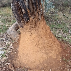 Nasutitermes exitiosus (Snouted termite, Gluegun termite) at Ainslie, ACT - 13 Jun 2024 by AaronClausen