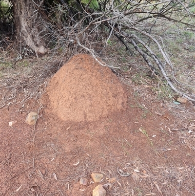 Nasutitermes exitiosus (Snouted termite, Gluegun termite) at Ainslie, ACT - 13 Jun 2024 by AaronClausen