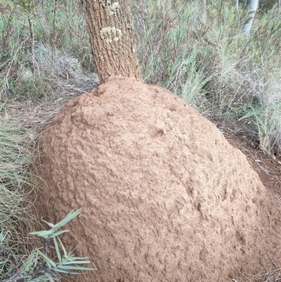 Nasutitermes exitiosus (Snouted termite, Gluegun termite) at Watson, ACT - 13 Jun 2024 by AaronClausen