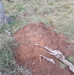 Nasutitermes exitiosus (Snouted termite, Gluegun termite) at Ainslie, ACT - 13 Jun 2024 by AaronClausen