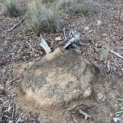 Nasutitermes exitiosus (Snouted termite, Gluegun termite) at Aranda, ACT - 13 Jun 2024 by AaronClausen