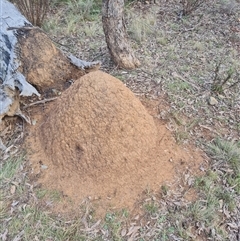 Nasutitermes exitiosus (Snouted termite, Gluegun termite) at Ainslie, ACT - 14 Jun 2024 by DonFletcher