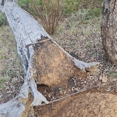 Nasutitermes exitiosus at Ainslie, ACT - suppressed