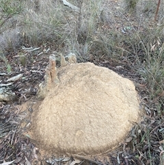 Nasutitermes exitiosus (Snouted termite, Gluegun termite) at Aranda, ACT - 14 Jun 2024 by DonFletcher