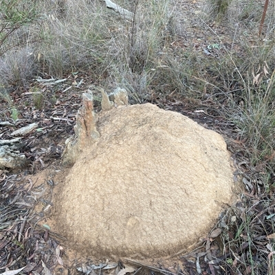 Nasutitermes exitiosus (Snouted termite, Gluegun termite) at Aranda, ACT - 13 Jun 2024 by AaronClausen