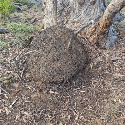 Nasutitermes exitiosus (Snouted termite, Gluegun termite) at Ainslie, ACT - 13 Jun 2024 by AaronClausen