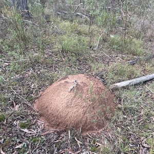 Nasutitermes exitiosus at Aranda, ACT - suppressed