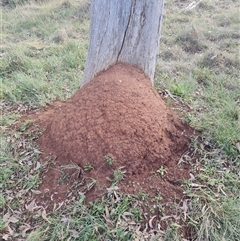 Nasutitermes exitiosus (Snouted termite, Gluegun termite) at Ainslie, ACT - 13 Jun 2024 by AaronClausen