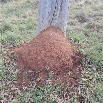 Nasutitermes exitiosus (Snouted termite, Gluegun termite) at Ainslie, ACT - 14 Jun 2024 by DonFletcher