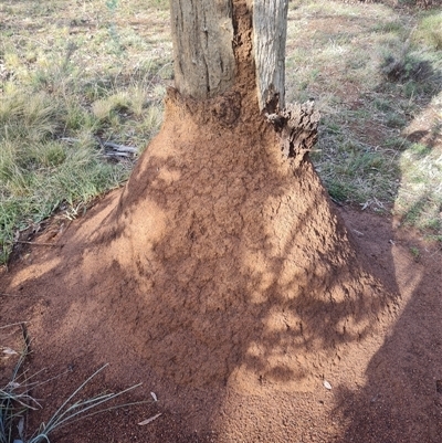 Nasutitermes exitiosus (Snouted termite, Gluegun termite) at Ainslie, ACT - 13 Jun 2024 by AaronClausen