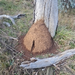 Nasutitermes exitiosus (Snouted termite, Gluegun termite) at Ainslie, ACT - 13 Jun 2024 by AaronClausen