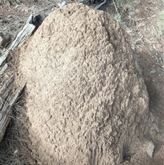 Nasutitermes exitiosus (Snouted termite, Gluegun termite) at Watson, ACT - 14 Jun 2024 by DonFletcher