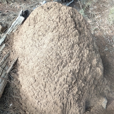 Nasutitermes exitiosus (Snouted termite, Gluegun termite) at Watson, ACT - 14 Jun 2024 by DonFletcher