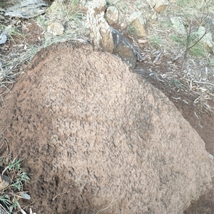 Nasutitermes exitiosus at Watson, ACT - 14 Jun 2024