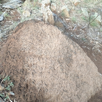 Nasutitermes exitiosus (Snouted termite, Gluegun termite) at Watson, ACT - 13 Jun 2024 by AaronClausen