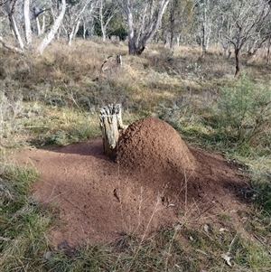 Nasutitermes exitiosus at Hackett, ACT - 14 Jun 2024