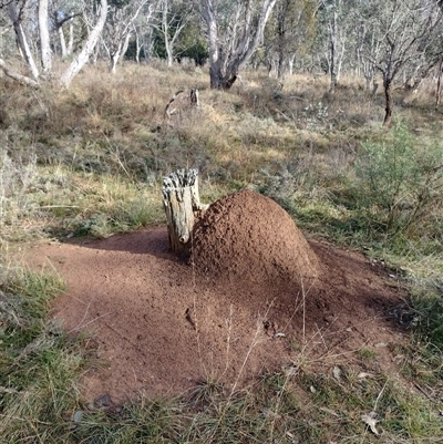 Nasutitermes exitiosus (Snouted termite, Gluegun termite) at Hackett, ACT - 14 Jun 2024 by DonFletcher