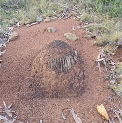 Nasutitermes exitiosus (Snouted termite, Gluegun termite) at Ainslie, ACT - 13 Jun 2024 by AaronClausen