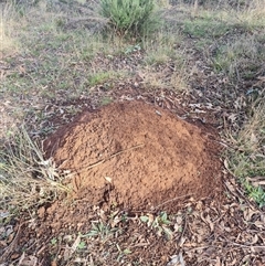 Nasutitermes exitiosus (Snouted termite, Gluegun termite) at Ainslie, ACT - 13 Jun 2024 by AaronClausen