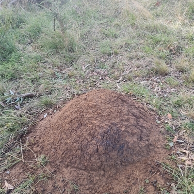 Nasutitermes exitiosus (Snouted termite, Gluegun termite) at Ainslie, ACT - 13 Jun 2024 by AaronClausen