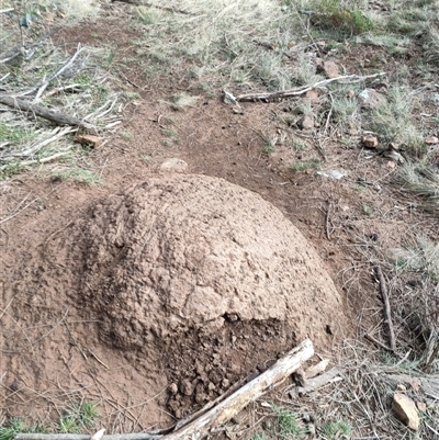 Nasutitermes exitiosus (Snouted termite, Gluegun termite) at Watson, ACT - 14 Jun 2024 by DonFletcher