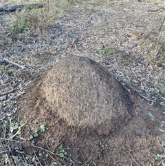 Nasutitermes exitiosus (Snouted termite, Gluegun termite) at Ainslie, ACT - 14 Jun 2024 by DonFletcher